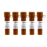 碧云天 BeyoFast Probe qPCR Mix (2X)（实时荧光定量PCR预混液）(D7271-5ml)
