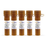 碧云天 BeyoFast Probe qPCR Mix (2X, High ROX)（实时荧光定量PCR预混液）(D7273-5ml)