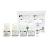 碧云天 RNAeasy病毒RNA抽提试剂盒(离心柱式)(R0035S)