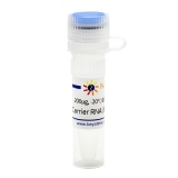碧云天 Carrier RNA(病毒RNA等抽提用)(R0036-200μg)