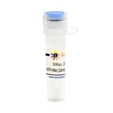 碧云天 NTP Mix (10mM each, Nuclease free)(ATP、CTP、GTP和UTP混合溶液)(D7385-500μl)