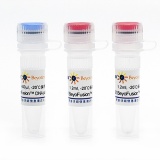 碧云天 BeyoFusion DNA Polymerase(BeyoFusion DNA聚合酶)(D7221)