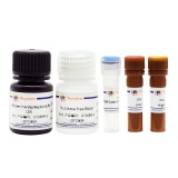 碧云天 BeyoFast SYBR Green One-Step qRT-PCR Kit（一步法反转录qPCR试剂盒）(D7268M)