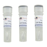 碧云天 PstI(PstI内切酶)(D6566)