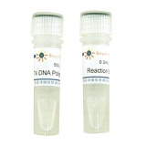 碧云天 T4 DNA Polymerase(T4 DNA聚合酶)(D7051)