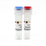 碧云天 Terminal Deoxynucleotidyl Transferase(TdT末端脱氧核糖核酸转移酶,5U/μl)(D7092M)
