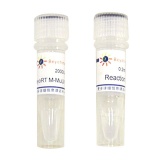 碧云天 BeyoRT M-MuLV反转录酶(RNase H-)(D7159)