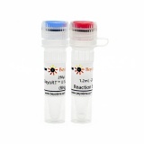 碧云天 BeyoRT II M-MLV反转录酶(RNase H-)(D7160M)