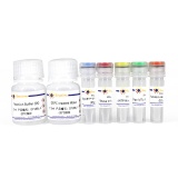 碧云天 BeyoRT II cDNA第一链合成试剂盒(RNase H-)(D7168L)