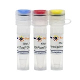 碧云天 耐叶绿素PlantTaq DNA聚合酶(D7248S)
