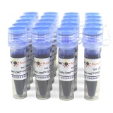 碧云天 Easy-Load PCR Master Mix (Blue, 2X)(PCR预混液)(D7251-20ml)