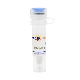 碧云天 Recombinant Protein G(重组蛋白G)(P5035-1g)