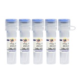 碧云天 2019-nCoV Spike Protein RBD (Delta, L452R, T478K, 319-535, 印度突变株)(P2339-1mg)
