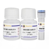 碧云天 细胞核蛋白与细胞浆蛋白抽提试剂盒(P0027)