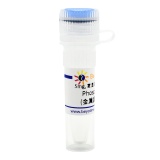 碧云天 Phosphoramidon (金属蛋白酶抑制剂)(SG2024-5mg)