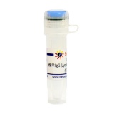 碧云天 绵羊IgG (Lyophilized Powder, ≥95%)(A7056-2mg)