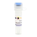碧云天 Rhotekin-RBD Agarose (活性Rho结合琼脂糖凝胶)(P2061-1ml)