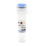 碧云天 Phosphoramidon (金属蛋白酶抑制剂)(SG2024-10mM)