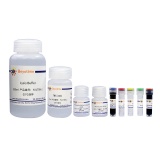 碧云天 免疫沉淀试剂盒(Protein A磁珠法)(P2175M)