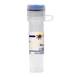 碧云天 Mouse IgG Agarose (小鼠IgG琼脂糖凝胶)(P2265-1ml)