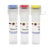 碧云天 微球菌核酸酶(Micrococcal Nuclease, MNase)(D7201S)
