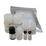 碧云天 Mouse ACE ELISA Kit（小鼠ACE ELISA试剂盒）(PA024)