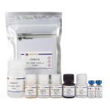 碧云天 Human Amyloid β-Peptide (1-42) ELISA Kit(人β-淀粉样蛋白肽ELISA试剂盒)(PA082)