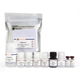 碧云天 Mouse BAFF/BLyS/TNFSF13B ELISA Kit(小鼠BAFF/BLyS/TNFSF13B ELISA试剂盒)(PB062)