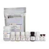 碧云天 Rat IL-18 ELISA Kit (大鼠白细胞介素18酶联免疫吸附检测试剂盒)(PI555)