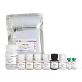 碧云天 Mouse IL-21 ELISA Kit (小鼠白细胞介素21酶联免疫吸附检测试剂盒)(PI583)