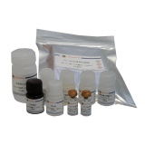 碧云天 Human IL-36γ ELISA Kit（人IL-36γ ELISA试剂盒）(PI635)