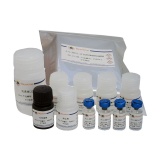 碧云天 Human IL-38/IL-1F10 ELISA Kit（人IL-38/IL-1F10 ELISA试剂盒）(PI664)