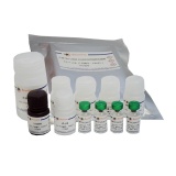 碧云天 Mouse TIM-1/KIM-1/HAVCR ELISA Kit（小鼠TIM-1/KIM-1/HAVCR ELISA试剂盒）(PK682)