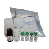 碧云天 Mouse L-selectin/CD62L ELISA Kit （小鼠L-selectin/CD62L ELISA试剂盒）(PL689)