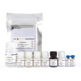 碧云天 Rat Leptin ELISA Kit(大鼠瘦素酶联免疫吸附检测试剂盒)(PL698)