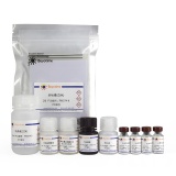 碧云天 Human Myeloperoxidase ELISA Kit(人髓过氧化物酶酶联免疫吸附检测试剂盒)(PM574)