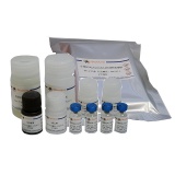 碧云天 Mouse NGAL/Lipocalin-2 ELISA Kit（小鼠NGAL/Lipocalin-2 ELISA试剂盒）(PN757)
