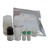 碧云天 Mouse Serpin E1/PAI-1 ELISA Kit（小鼠Serpin E1/PAI-1 ELISA试剂盒）(PP784)