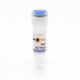 碧云天 ACTH(1-39) human (人促肾上腺皮质激素, 1-39)(P9023-5mg)