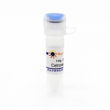 碧云天 Cetrorelix Acetate (醋酸西曲瑞克)(P9064-1mg)