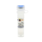 碧云天 Protein A+G Agarose (Fast Flow, 免疫沉淀用)(P2055-2ml)