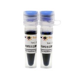 碧云天 非变性非还原性蛋白上样缓冲液(5X)(P0016N)