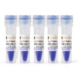 碧云天 预染蛋白质分子量标准(19-117kD)(P0067)