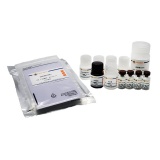 碧云天 Human CCL19/MIP-3β ELISA Kit(人CCL19/MIP-3β ELISA试剂盒)(PC123)