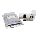 碧云天 Human CCL21/6Ckine ELISA Kit(人CCL21/6Ckine ELISA试剂盒)(PC138)