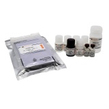 碧云天 Mouse ICAM-1/CD54 ELISA Kit (小鼠 ICAM-1/CD54 ELISA试剂盒)(PI493)