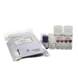 碧云天 Human ICAM-1/CD54 ELISA Kit(人ICAM-1/CD54 ELISA试剂盒)(PI498)