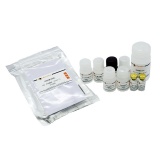 碧云天 Rat IL-10 ELISA Kit(大鼠IL-10 ELISA试剂盒)(PI525)