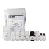 碧云天 Mouse IL-2 ELISA Kit(小鼠IL-2 ELISA试剂盒)(PI575)