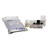 碧云天 Mouse/Rat TGF-β1 ELISA Kit(小鼠/大鼠TGF-β1 ELISA试剂盒)(PT878)